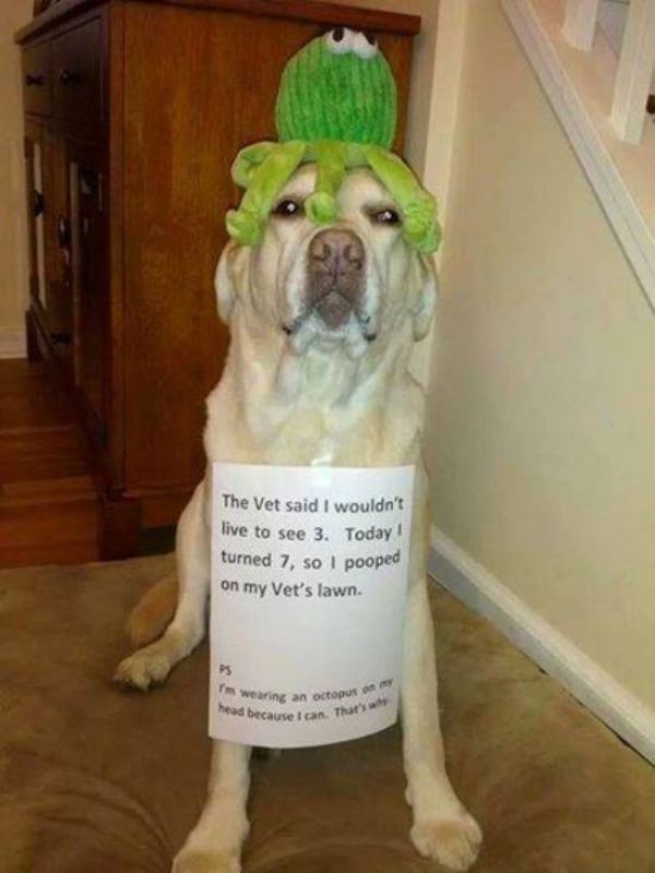 My Vet