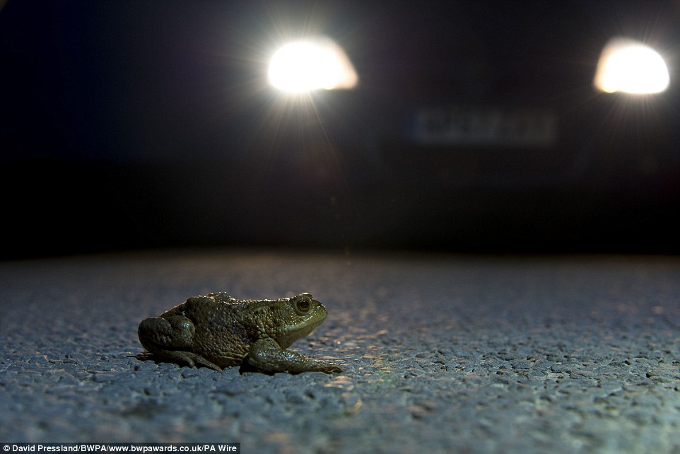 This frog appeared to come very close to being squashed on a road through the North York Moors National Park in David Pressland's image