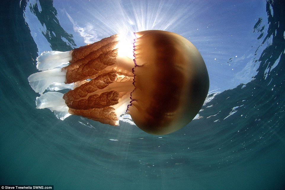 The barrel jellyfish – the largest species found in south-west England – is not rare in the UK, but are more often seen washed up on beaches and it is unusual to see more than one bobbing along in the water 