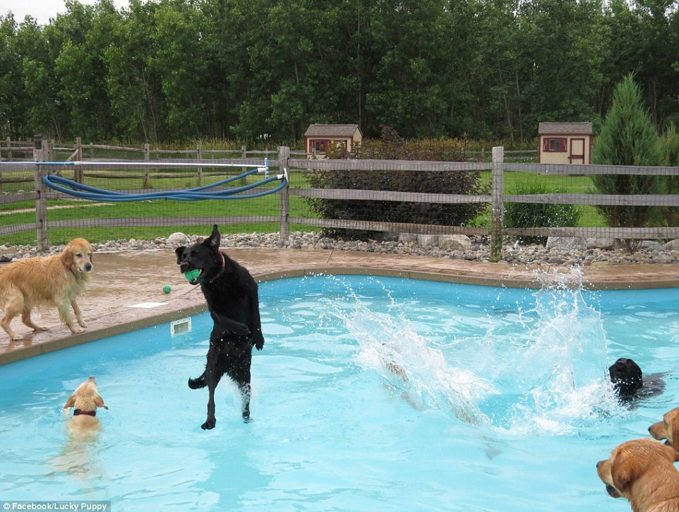 Relaxing: It would appear that man's best friend is just as fond of a pool party as man himself is!