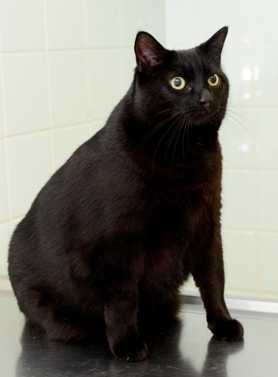 Boycus (M, 7)Breed: Black DSHCurrent weight: 10kgIdeal weight: 4.5kg122% overweight