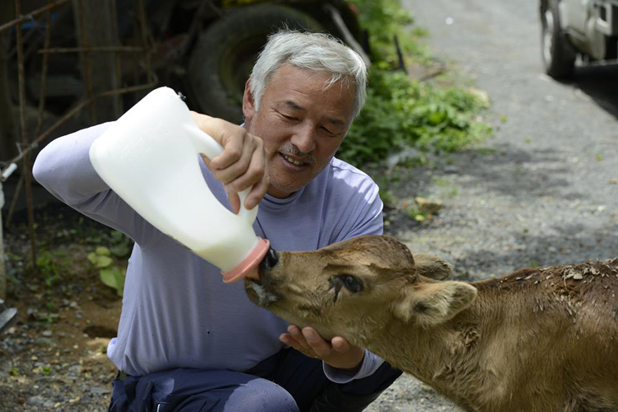 fukushima-radioactive-disaster-abandoned-animal-guardian-naoto-matsumura-1