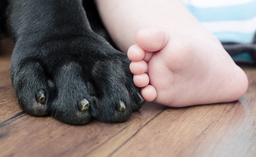 5 Tips to Prepare a Dog for a Baby...my dog will need this once we have our first baby
