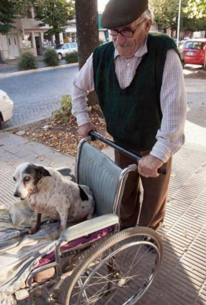 This Guy Has This Dog, And She Can't Walk Anymore. So He Takes Her Out For A Walk Every Day In A Wheelchair