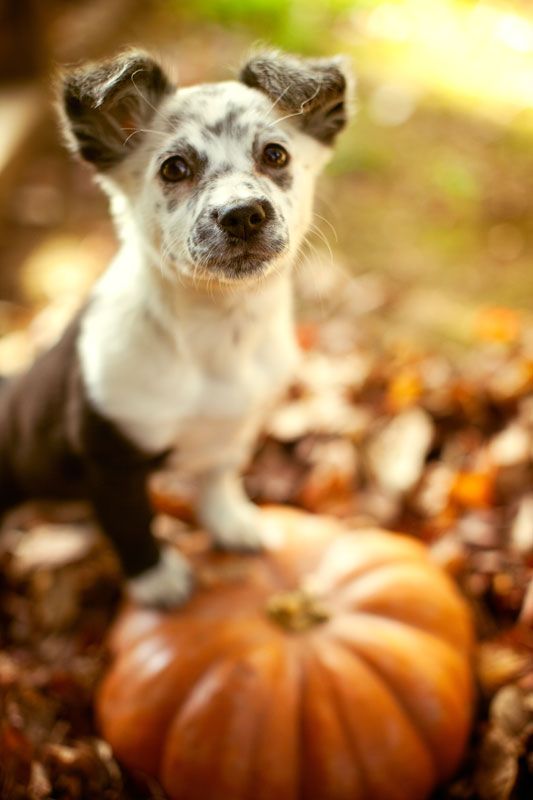 9 Insanely Adorable Photos of Puppies and Pumpkins: 