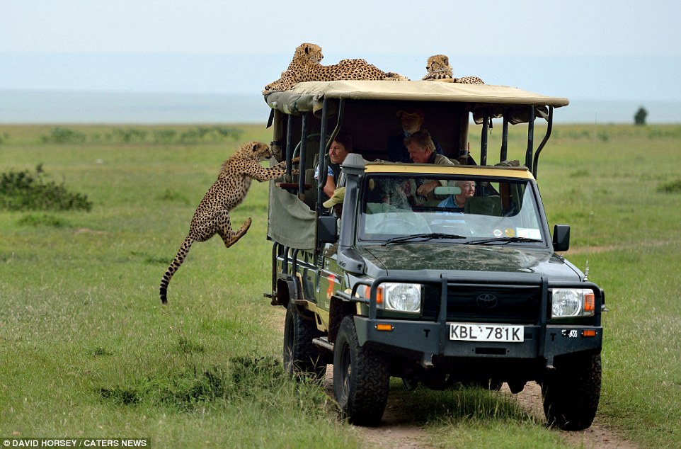 Family friend David Horsey captured the tense standoff between the pair, including the moment that the animal lept into the safari jeep