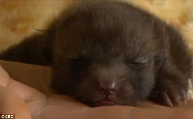 Sleepy: This little guy, who was found along the banks of Lake Marsh in Yukon, Canada, was believed to be a sickly pup, but conservation officers now believe he is a baby fox