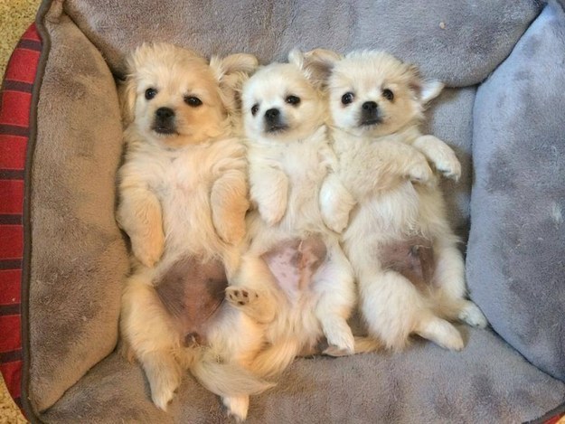 But it's scientifically impossible to NOT be in the mood for puppy bellies...so here are three of them.