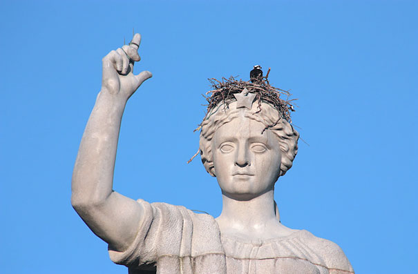 Nest On A Statue