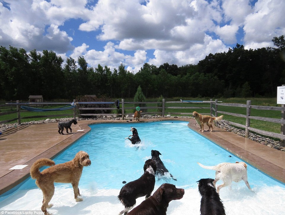Dog days of summer: Just chillin' by the pool is dogs' favorite things to do when it's hot out
