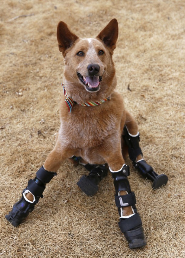 Naki'o, a dog with four prosthetic devices, poses for a photo in Colorado Springs