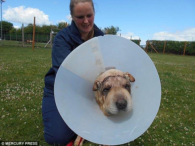 Benny, pictured with Laura Howlett, is recovering well from the operation to remove excess skin from around his eyes
