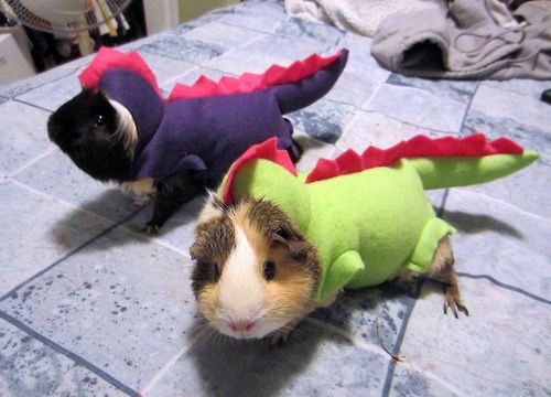 costume,pets,list,halloween,cute,dinosaurs,costumed critters