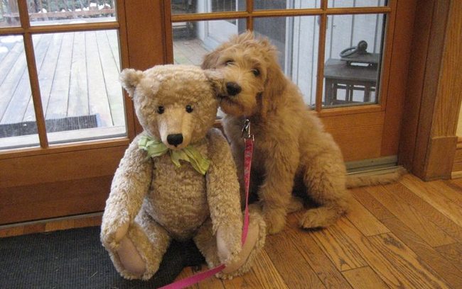 goldendoodle with teddy bear