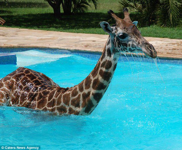 The leggy swimmer is the only giraffe at the estate after being rescued as a baby by the anti-poaching unit of the Wildlife Department