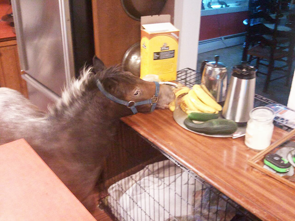 My Mom's Mini-horse Got Into The House And Stole A Banana