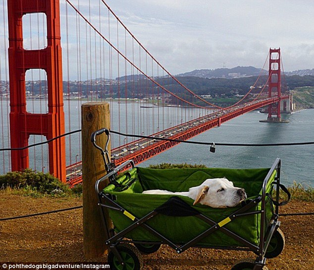 Having a well-earned rest: Earlier this year, veterinarians found two 'very large' tumors growing in the dog's abdomen which were deemed inoperable. Above, Poh is pictured beside San Francisco's Golden Gate Bridge