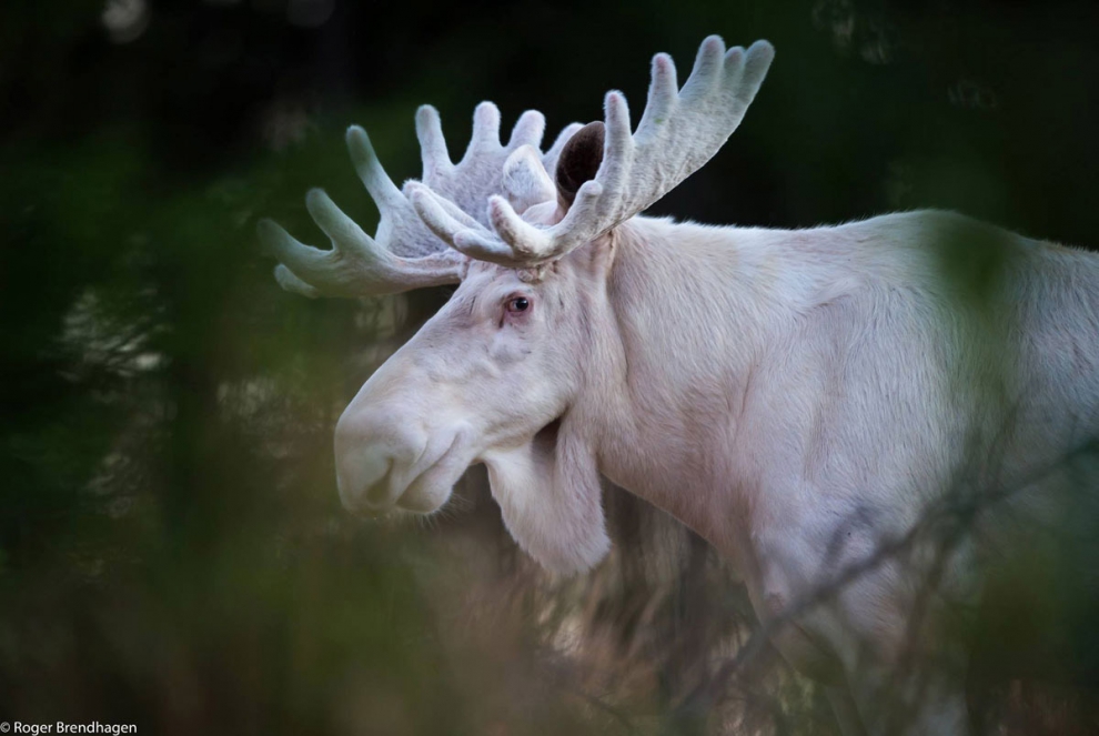 Животный мир Скандинавии животные, скандинавия, фотограф
