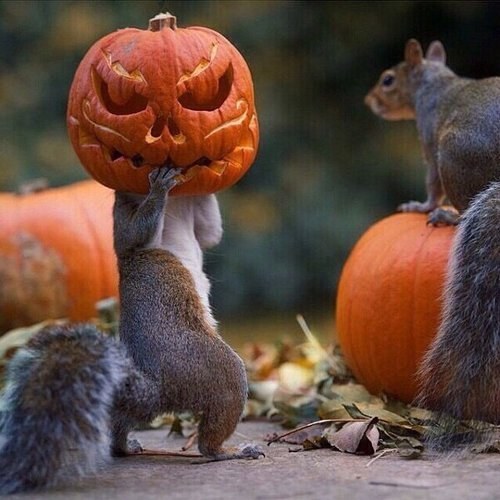 This squirrel who took Halloween a little too far this year.
