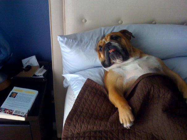 Dog In Bed