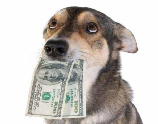 money dog 2