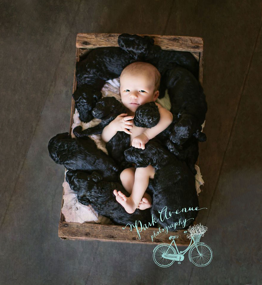dog-gives-birth-puppies-mother-baby-same-day-kami-klingbeil-7