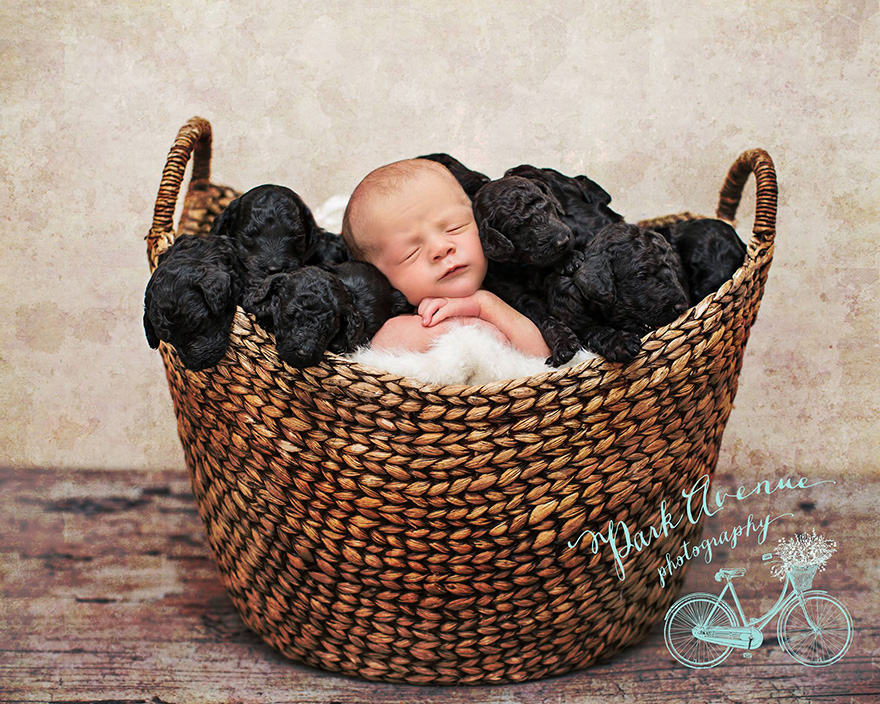 dog-gives-birth-puppies-mother-baby-same-day-kami-klingbeil-1