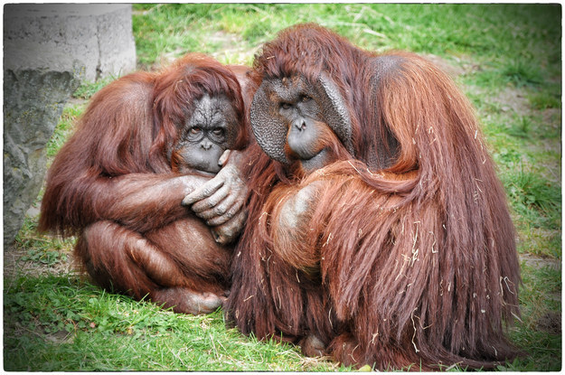 Orangutans who are deciding whether or not to let you into their secret club.