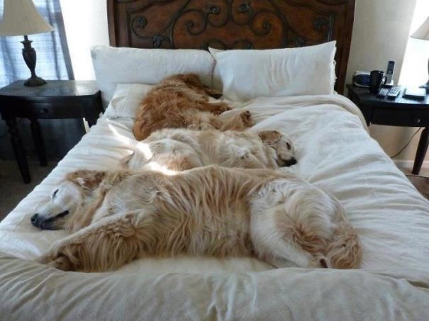 Dog In Bed