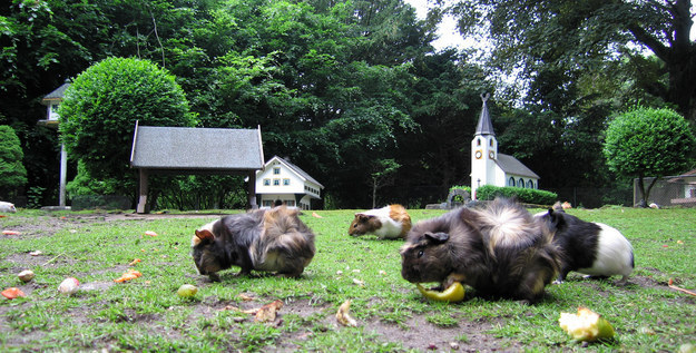 A contingent of guinea pigs passing through a tiny village on a quest.