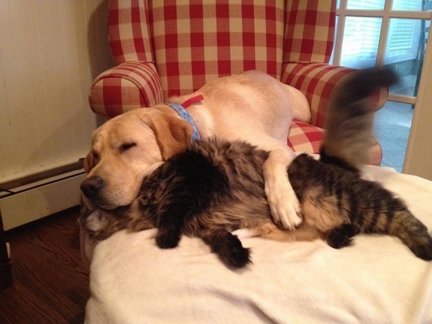 Pro tip: Finding a buddy to snuggle with makes the cuddle sessions even BETTER.