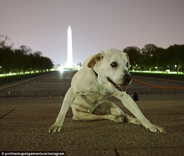 Capital: Mr Rodriguez, also known as DJ Neil Armstrong, adopted his mixed-breed pet from an animal shelter in New York City in December 1999, when the dog was only eight weeks old. Above, Poh in Washington D.C.