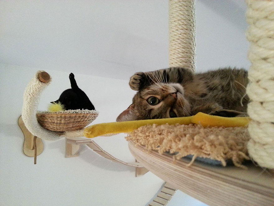 cool-cat-furniture-playing-playground
