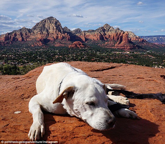 Sunbathing: Mr Rodriguez said: 'I'm unsure of how long [Poh will live]. Doctors are unsure. My assumption is that I don't have very long with him and that's what prompted the trips.' Above, Poh relaxing in Sedona