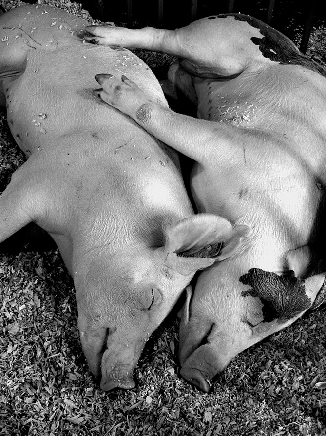 1. A hug between 2 small mouse and a couple of pigs who sleep together