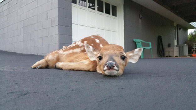 But this baby deer knows that sometimes you just can't help feeling down.