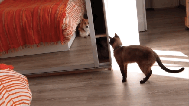 This Cat Understands What It's Like To Be An Introvert