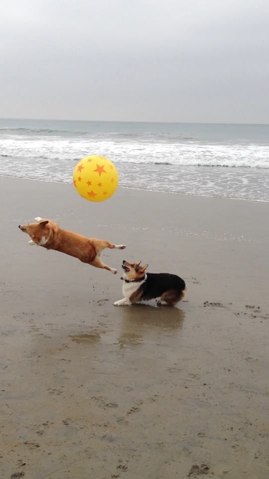 WOW what a shot!!! The Extraordinary Adventures of Cuddles, the Pembroke Welsh Corgi (of Cuddles-n-Dena fame) - from Corgi Nation's California Beach Day: 