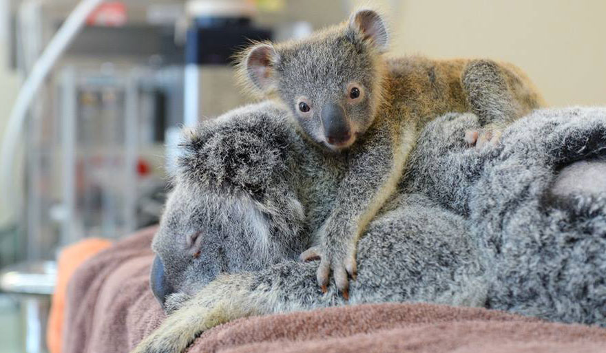 baby-koala-mom-surgery-australia-zoo-1
