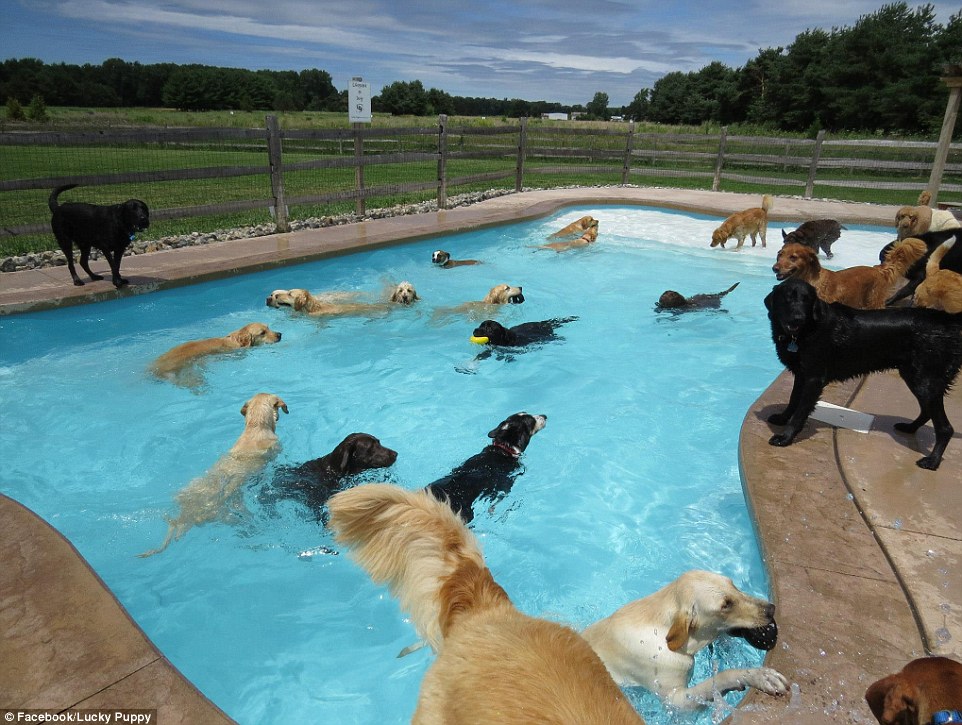 Splish: This pool party is one of many thrown by the Lucky Puppy pet service in Maybee, Michigan, during the summer months