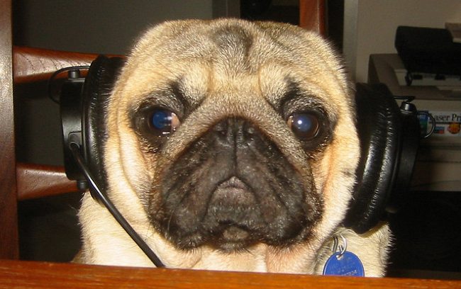 pug with headphones