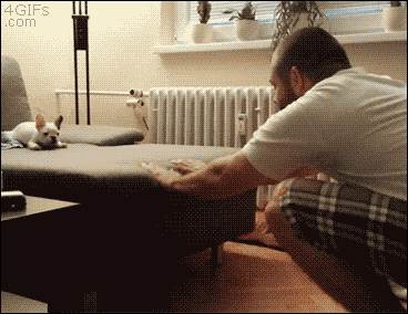 28 Animal GIFs Guaranteed To Make Your Worries Disappear