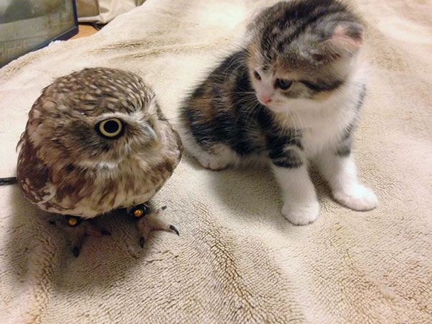kitten-owl-best-friends-fuku-marimo-hukulou-coffee-japan-4