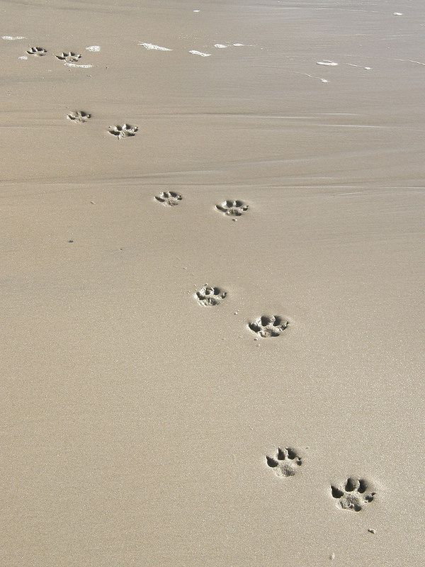 Paw Prints in the Sand - Coastal Style Blog: 