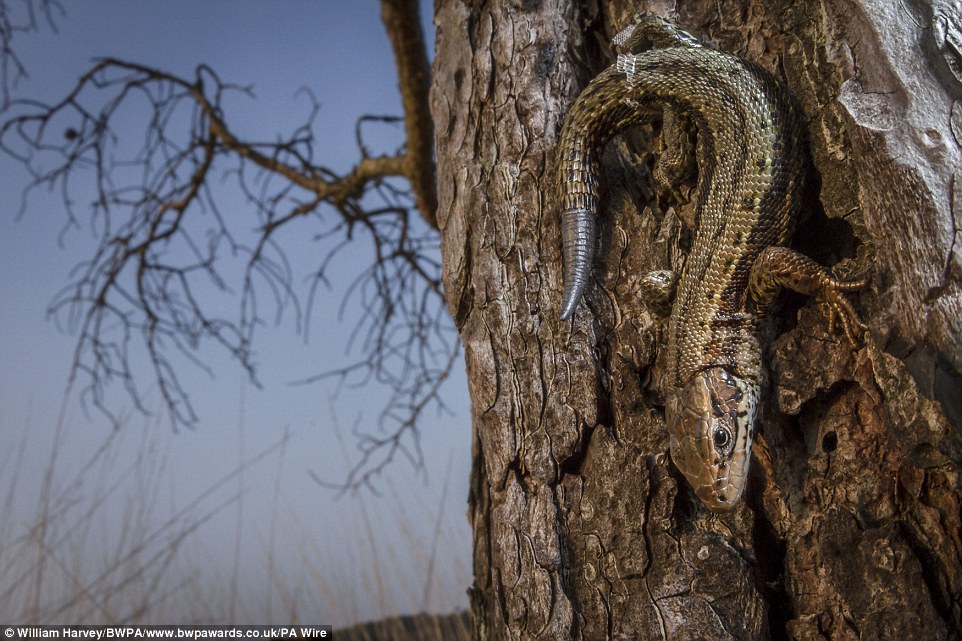 A photo of a common lizard taken by William Harvey in Surrey won the animal portraits class of the annual competition 
