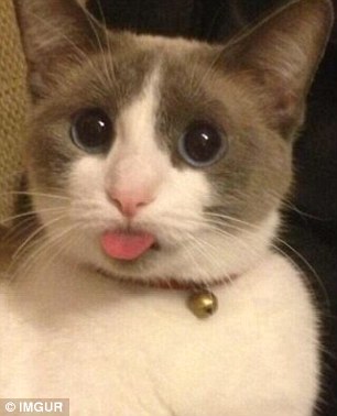 A pet cat stares at its owner with its tongue out in a photograph shared online