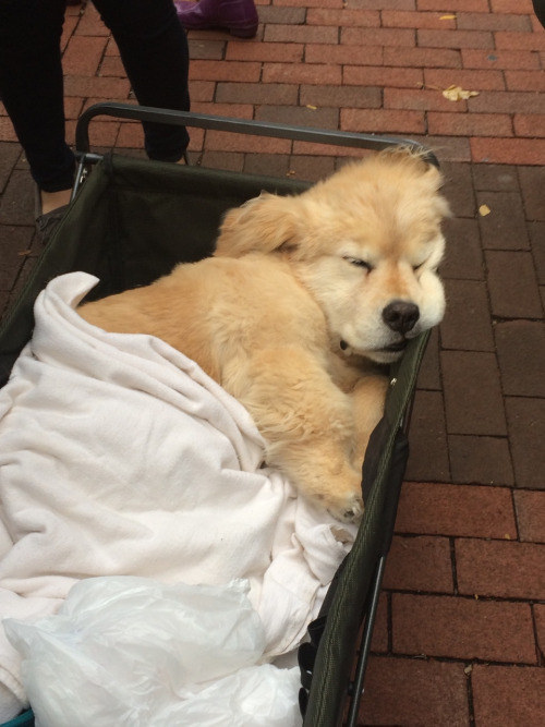 And when this puppy thought that his carriage was just a portable bed.