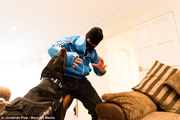 The pair stage a mock burglary to check that the dog is performing as necessary before handing it over to its new owners