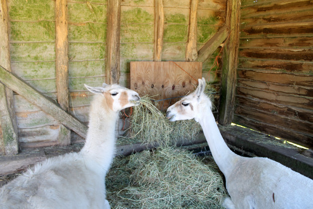 Indeed, llamas and alpacas are happiest when spending time together.