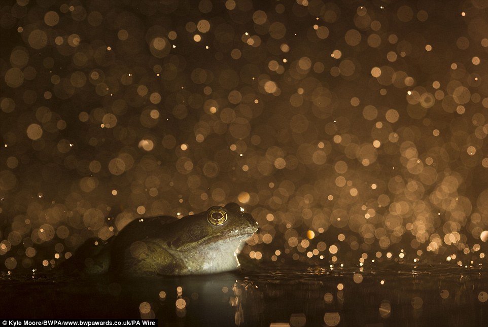 This image of a frog secured Kyle Moore of Lowestoft, Suffolk, the title in the 12-18 Years Category at the competition 
